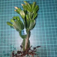 ガグー様 リクエスト 2点 まとめ商品