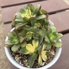多肉植物 アエオニウム 夕映え 抜き苗 2