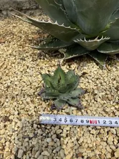 ブッダ様専用アガベ　八荒雷神のサムネイル