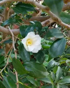 2026年最新】ツバキ 植木の人気アイテム - メルカリ