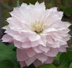 花久様 リクエスト 2点 まとめ商品