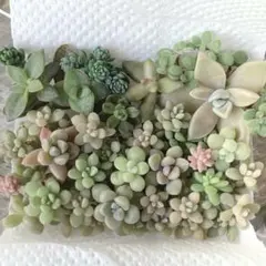 多肉植物 抜き苗 No.1312 姫秀麗 姫秋麗 1ポット - メルカリ
