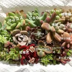 多肉植物　寄せ植えセット　多肉弁当　カット苗　1-6