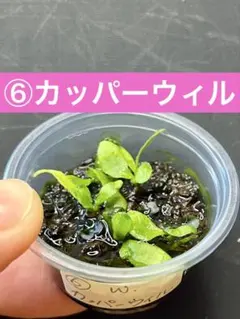 植物のことばかり様 リクエスト 2点 まとめ商品