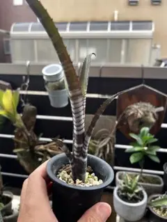 2025年最新】ビルベルギア オビワンの人気アイテム - メルカリ