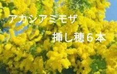 アカシアミモザの挿し穂６本