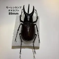 最終価格‼️ヨナグニサン蛾標本 ☆タイ産☆ 198mm鮮度抜群美麗標本