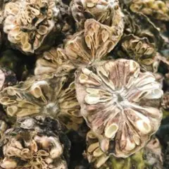 ハーブの女王 奇跡のフルーツ ノニ　乾燥 (沖縄産)100g