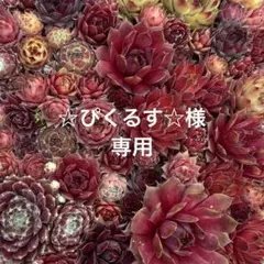 2025年最新】センペル 'ストロベリー ベルベット'の人気アイテム