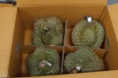 訳あり】完熟ドリアン 10kg 佐川冷蔵発送 - メルカリ