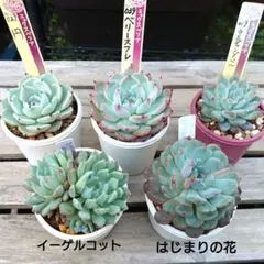 farmPALKさん苗 命名株 クレムシャンティとチリピンキー 札付き - メルカリ