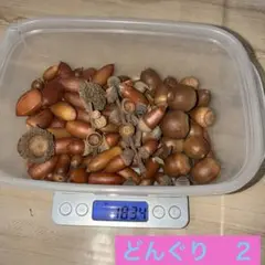 どんぐり　枝付き　帽子付き　ミックス　２