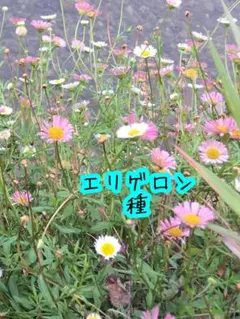 みゆち様 リクエスト 2点 まとめ商品