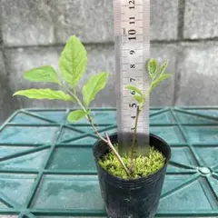 くりくり様専用　老爺柿　雌雄不明　②③のサムネイル