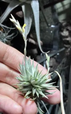 チランジア streptophylla Guatemela x DDD - メルカリ