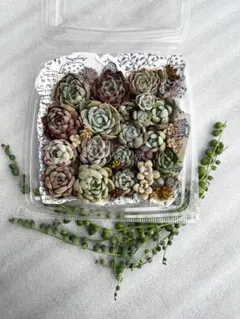 多肉弁当25〜30種類入り