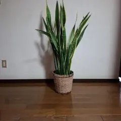 サンスベリア フローズンスローン サンセベリア sansevieria - メルカリ