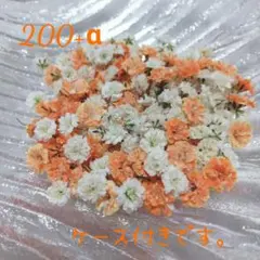 ドライフラワー