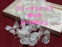 ハンドメイド.ドライフラワー.ブリーチルナリア茎付き.約180枚以上