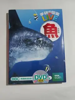 魚