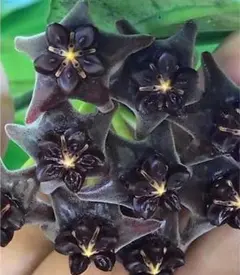 2025年最新】希少なホヤ植物の人気アイテム - メルカリ