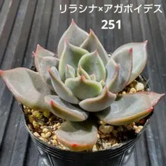 リラシナ×アガボイデス 251 エケベリア 多肉植物 抜き苗