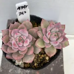 Lala様 リクエスト 2点 まとめ商品