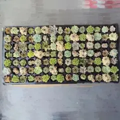 セル苗105個セット✨多肉植物　エケベリア　詰め合わせ　寄せ植えに!!のサムネイル