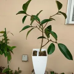 アマゾンオリーブ 曲げ仕立て オシャレなロング鉢植え 夏は屋外育成