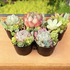 5 多肉植物の小さな寄せ植え◎そのまま飾れる◎5コセット