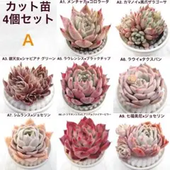 リ*ス様 カット苗 4個セット 多肉植物 エケベリア 実生苗