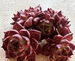 み*ー様 1451新品種　紅神楽　エケベリア　多肉植物　撮影2月1日