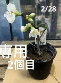 BeBe様 リクエスト 2点 まとめ商品