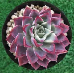 メイ様 リクエスト 2点 まとめ商品