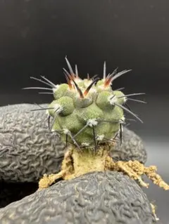 2026年最新】コピアポア 種の人気アイテム - メルカリ