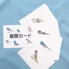 0歳からのフラッシュカード　鳥類カード　単語カード　ものカード