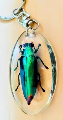 2025年最新】タマムシ 標本の人気アイテム - メルカリ