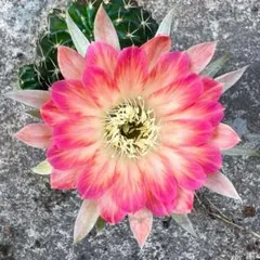 バッカス様 リクエスト 2点 まとめ商品