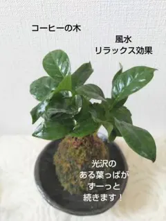 みつは様 リクエスト 2点 まとめ商品