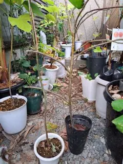 2025年最新】フジの苗の人気アイテム - メルカリ