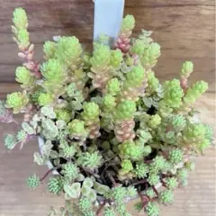 ⑥多肉植物 セダム ☆トリカラー☆ 抜き苗 - メルカリ