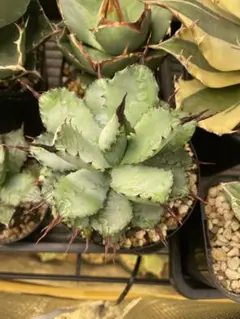 2025年最新】曲刺八雷の人気アイテム - メルカリ