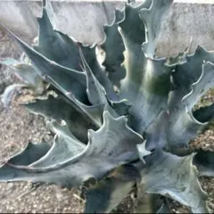 2025年最新】プロトアメリカーナの人気アイテム - メルカリ