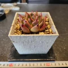 Kousuke様 リクエスト 3点 まとめ商品