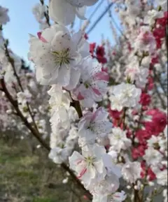 H 花もも 花桃 ミックス 実性苗 花苗木 - メルカリ