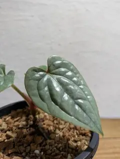 【極上新葉展開しました‼️】アンスリウム　ルクスリアンス　希少　人気　メルカリ便 2025年最新】anthurium luxuriansの人気アイテム - メルカリ