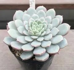 プリーモ様 リクエスト 4点 まとめ商品