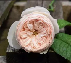 ユッケ様 リクエスト 2点 まとめ商品