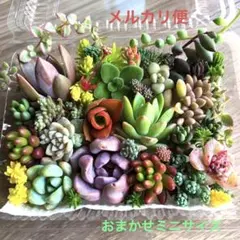 多肉植物♡おまかせ韓国苗　セダム詰め合せ♡ちまちま寄せ植えカット苗セットm