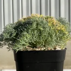 【鉢ごと発送】実生　モンソニア　ペニクリナム